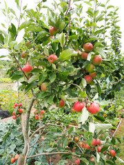 an apple tree with many apples on it growing on an allotment