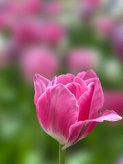 Dreamy Pastel Flower,Soft Petal Pink Flower,Spring Blossom Serenity, Pink tulip