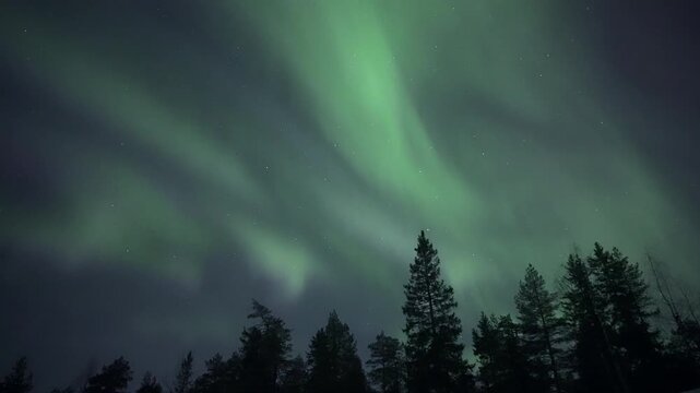 Pulsating auroras above treetops, real-time video