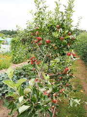 an apple tree with many apples on it growing on an allotment