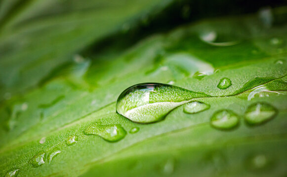 Macro image of water droplets on green leaves, close-up of rainy season drops rainwater on the green leaf