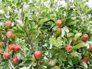 an apple tree with many apples on it growing on an allotment