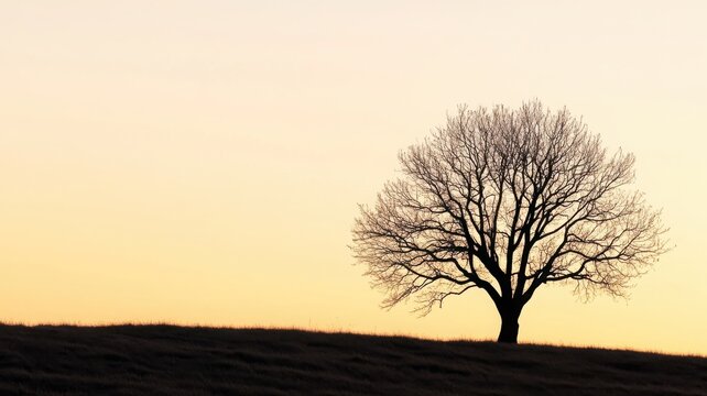 A lone tree with outstretched leafless branches stands against a faded evening sky, framed to emphasize space and silence, highlighting a calm and final tone