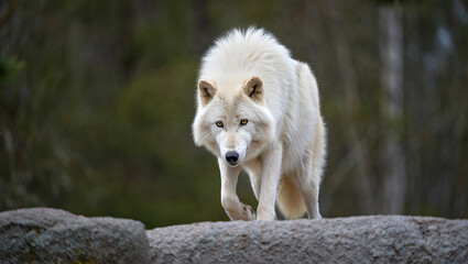 Obraz premium Majestic white wolf walking forward on rocky terrain with forest background