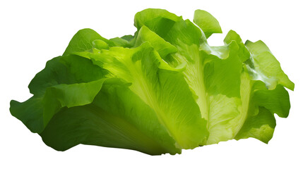 fresh green lettuce on Transparent Background