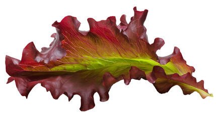 Redoak on Transparent Background