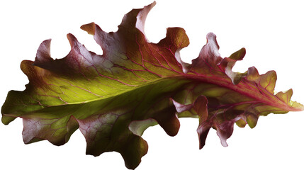 close up of a red cabbage on Transparent Background
