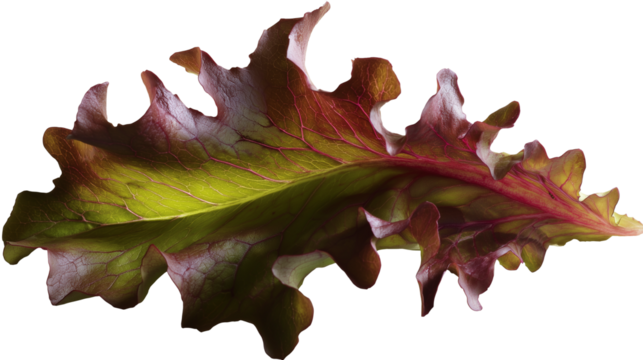 close up of a red cabbage on Transparent Background