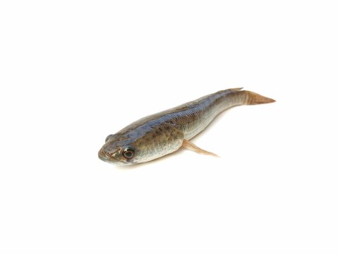 Snakehead fish (Channa striata) isolated on white background	