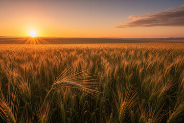 Fototapeta premium A Single Stalk of Barley Greets the Golden Sunrise Over a Vast Field