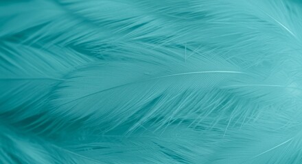 Obraz premium Macro close-up of soft turquoise and light blue feathers
