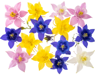 Top-Down Flat Lay of Multicolored Columbine Blossoms – Artistic Floral PNG Composition