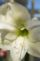 An Exquisite and Elegant White Amaryllis Flower Captured Beautifully in Gentle Natural Light