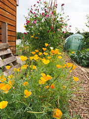 bright orange yellow Californian poppies growing on an allotment plot
