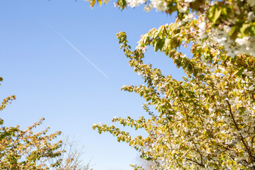 The Vibrantly Blooming Blossoms Are Flourishing Beautifully Underneath a Bright and Clear Blue Sky