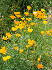 bright orange yellow Californian poppies growing on an allotment plot