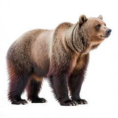 Fototapeta premium Majestic Grizzly: A majestic grizzly bear stands tall, a symbol of power and resilience in its natural habitat.