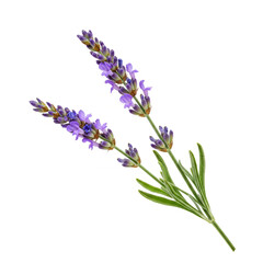 Fototapeta premium Flower Lavender isolated on white background