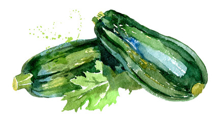 Zucchini. Hand drawn watercolor painting. Isolated realistic illustration