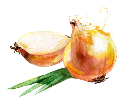 Naklejki Onion. Hand drawn watercolor painting. Isolated realistic illustration