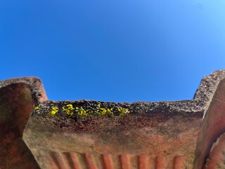 Close-up of old roof tiles with moss and lichen growth under clear blue sky, showing weathered texture and natural details in bright daylight.