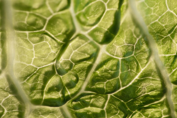 Savoy cabbage leaf showing its complex network of veins creating a beautiful pattern
