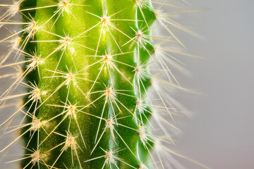 Close up view revealing intricate details of cactus spines, highlighting textures and patterns in nature