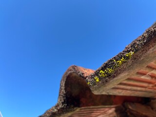 Close-up of old roof tiles with moss and lichen growth under clear blue sky, showing weathered texture and natural details in bright daylight.
