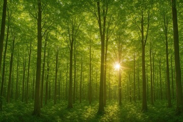 Fototapeta premium Lush green forest panorama with tall trees and filtered sunlight in summer