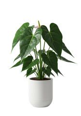 A vibrant green Anthurium plant with glossy, heart-shaped leaves in a white cylindrical ceramic pot, set against a pristine transparent background with high-key lighting, product photography concept