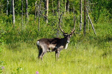 Rentier in norwegischer Natur im Frühsommer