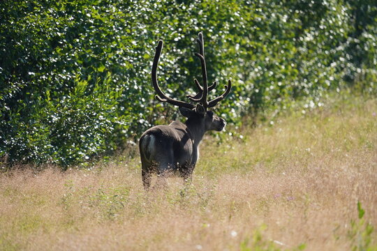 Rentier in norwegischer Natur im Fr&uuml;hsommer