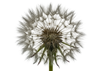 A single, perfectly formed dandelion seed head with delicate white pappus filaments fully extended, spherical, against a pure transparent background, studio lit. Concept of perfection nature and