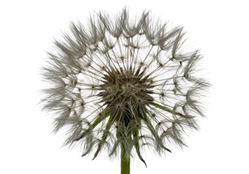 A single, perfectly formed dandelion seed head with delicate white pappus filaments fully extended, spherical, against a pure transparent background, studio lit. Concept of perfection nature and