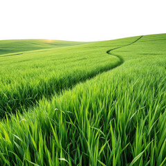 Fototapeta premium Green field with winding path isolated on transparent background
