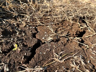 Close-up of dry cracked soil with withered grass, illustrating drought impact and arid conditions during the dry season.