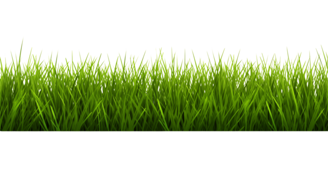 Grass on transparent background