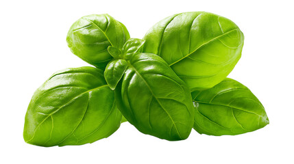 Fresh Basil Leaves.png, Fresh Basil Leaves with Water Droplets