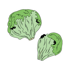 Cartoon style pair of green lettuce on white background