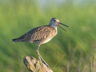 A side on shot of an eastern Willet standing up on the tip of a dead branch and calling