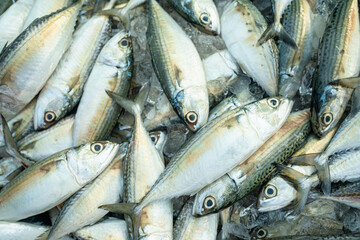 Background of tuna fish sell in traditional fishery market