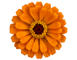 Single Orange Zinnia Flower with Central Disk Detail, Top View, isolated on a transparent background