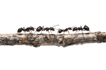 Close up of several black ants on a tree branch against a black background.
