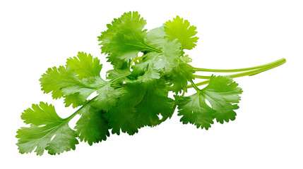 Fresh Cilantro Sprig Herb Ingredient Culinary Flavor