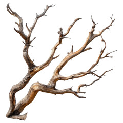 Branch of dead tree isolated on transparent background