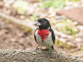 A close up of a brightly colored male Rose-breasted Grosbeak perched on the edge of a bird water bath
