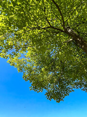 Fototapeta premium View from underneath a bright green tree contrasted with a beautiful blue clear sky on a summer day in Michigan.