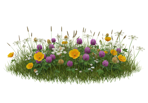 Vibrant wildflower meadow segment with bright yellow poppies, purple clover, white Queen Anne's lace, isolated on transparent background. Concept of botanical beauty