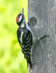 A close up of an immature Downy Woodpecker perched on the side of a fence post and showing its red crown feathers