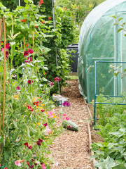a neat and tidy allotment with flowers growing and a green plastic polytunnel greenhouse